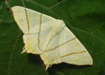 Nachtschwalben-schwanz (Ourapteryx sambucaria) - © Heinz Habeler